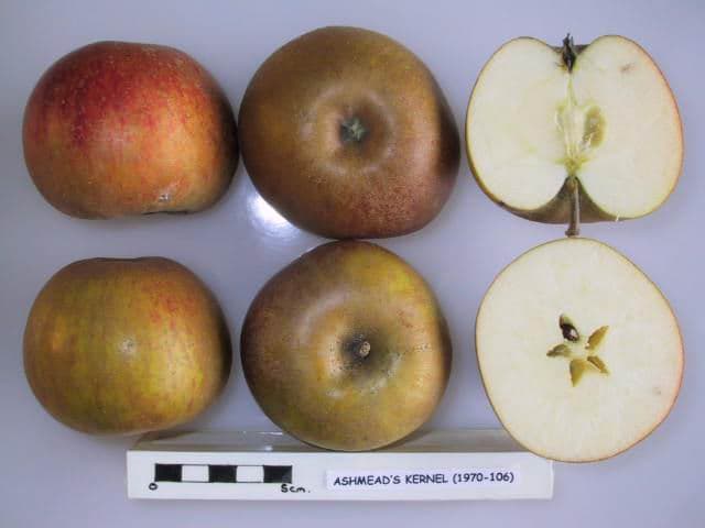 Ashmead Kernel